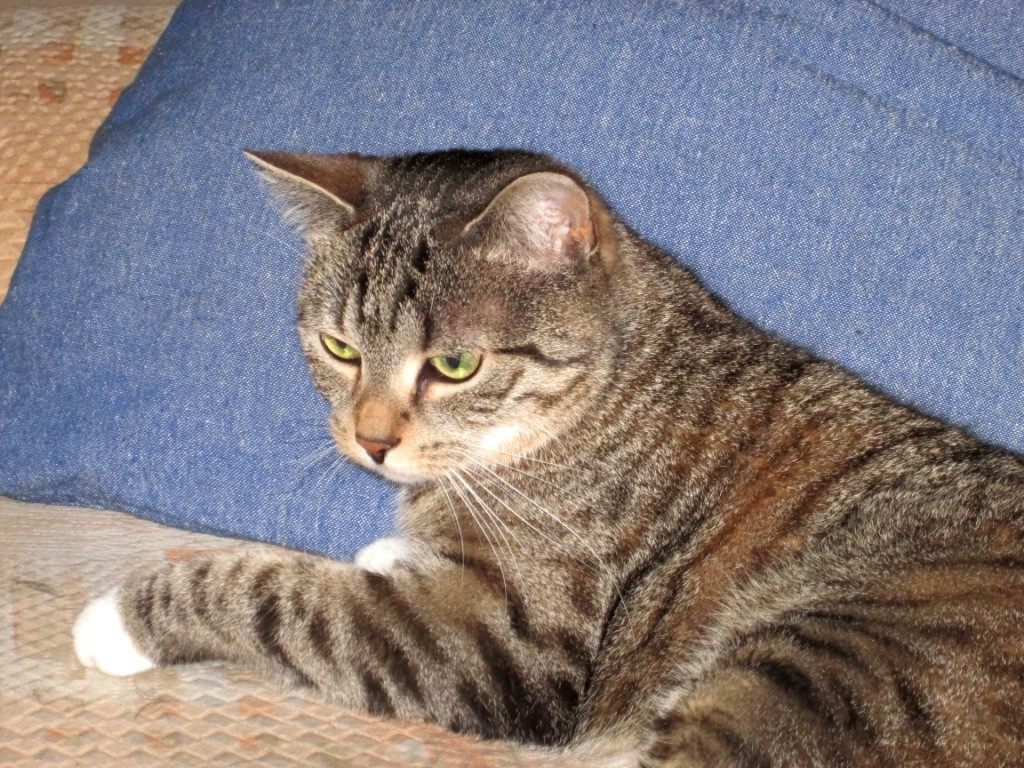 Kitty Kohl